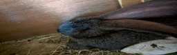 Continental Giant rabbits for sale: Continental giant  - Advert 5