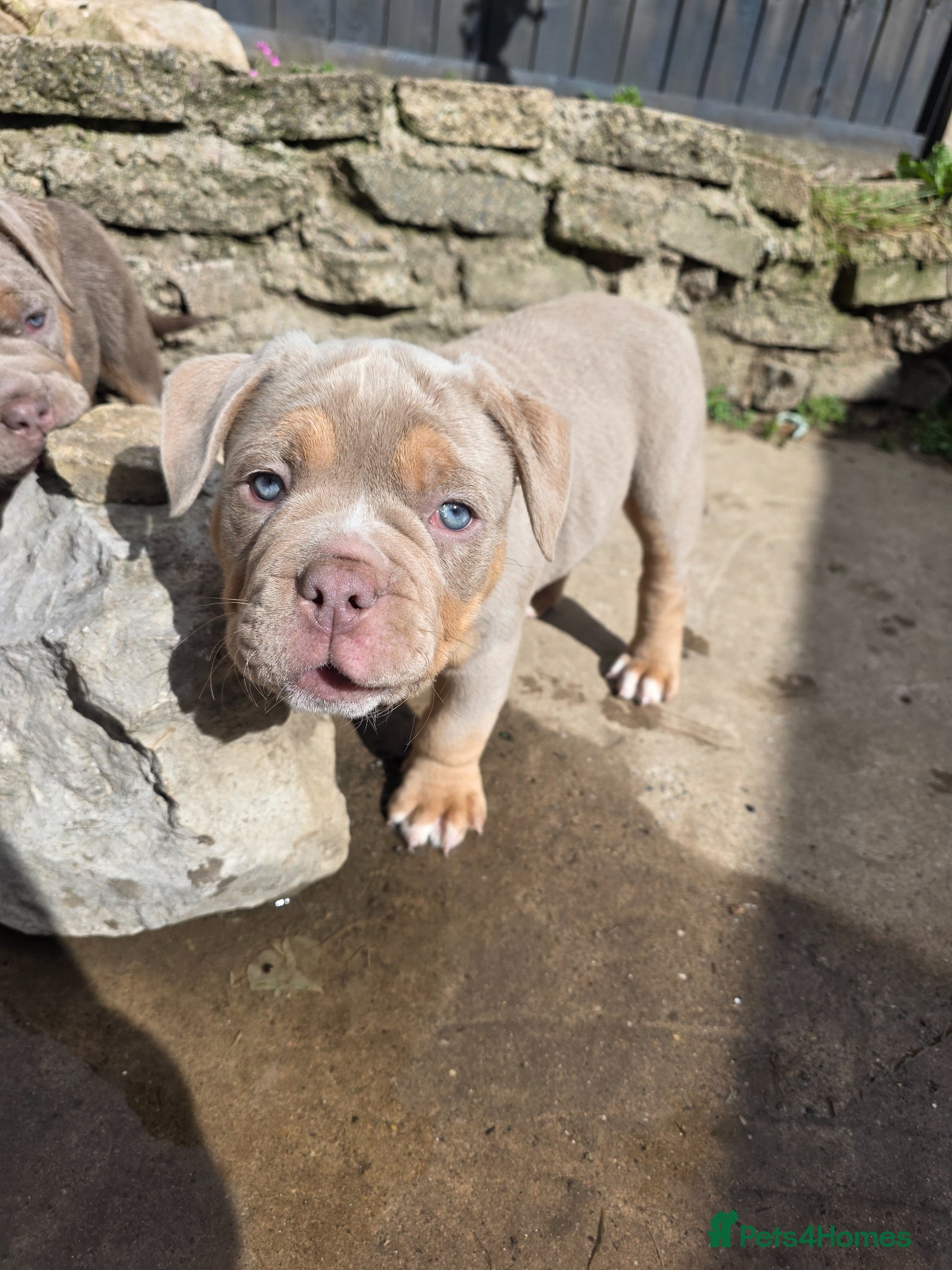 Olde English Bulldogge dogs Reduced ready now Fluffy carriers lilac tri  - Advert 2