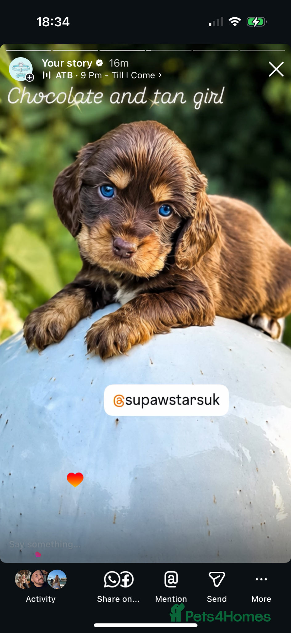 Cocker Spaniel dogs Stunning cocker spaniels - Advert 1