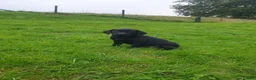Labrador Retriever dogs for sale: Labrador retriever dog pup in Lancaster - Advert 1