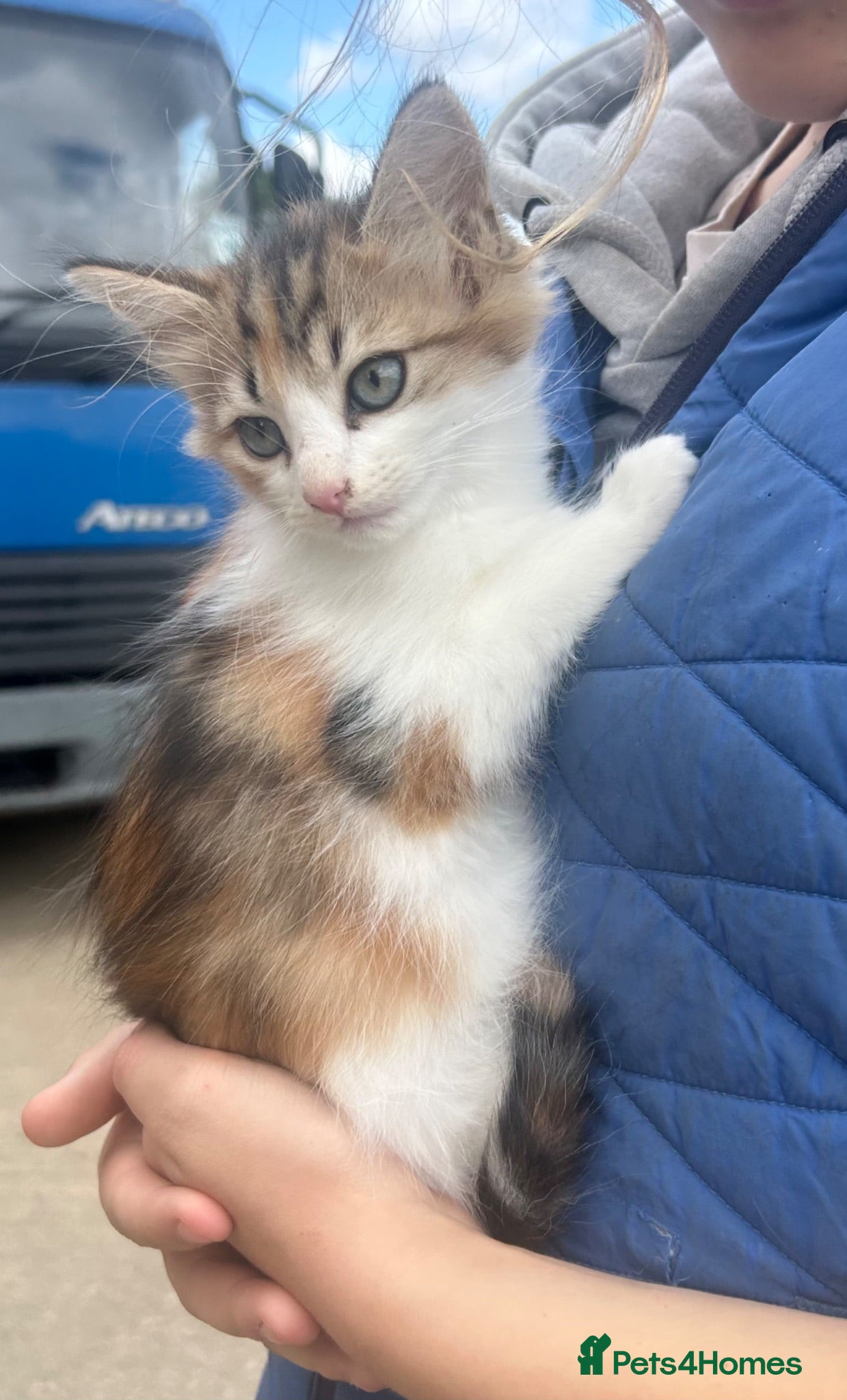 Mixed Breed cats Long & short haired kittens males and females  - Advert 2