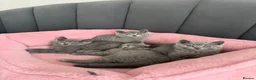 British Shorthair cats for sale: British shorthair kittens - Advert 15
