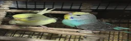 Budgerigars birds for sale: Two beautiful budgies  - Advert 7