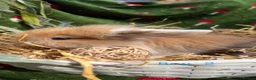 Mini Lion Lop rabbits for sale: Mini lion lop & netherland dwarfs  in Ashton-under-Lyne - Advert 7