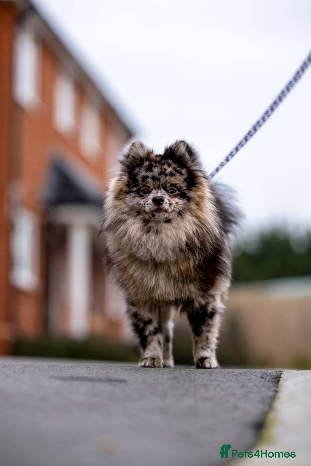 Pomeranian dogs for stud: Merle Pomeranian stud  in Enfield - Advert 3