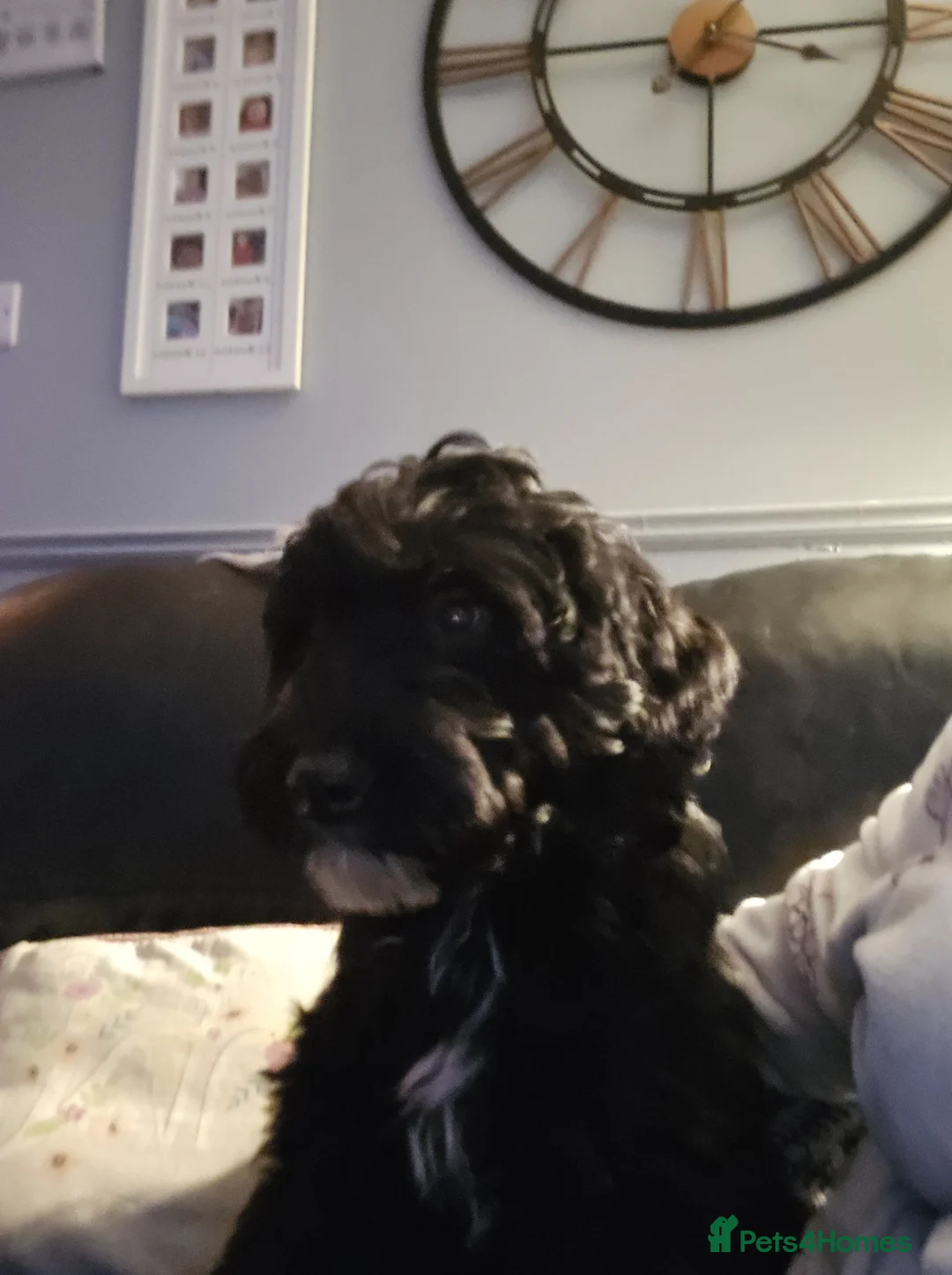 Sproodle dogs for sale: 7 month sproodle Wilson - Advert 9