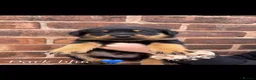 Rottweiler dogs for sale: Rottweiler puppies! - Advert 6