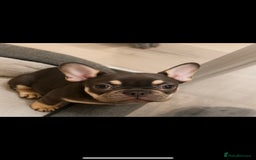 French Bulldog dogs for sale: REDUCED - Only 3 Puppies left  - Image 25