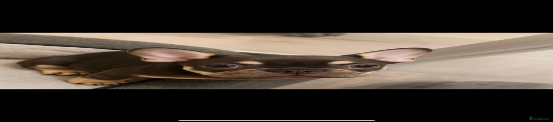 Stunning Lilac & Tan Girl - Pink Collar