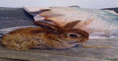 Mini Lop rabbits - Advert 15