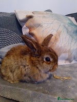 Mini Lop rabbits - Advert 5