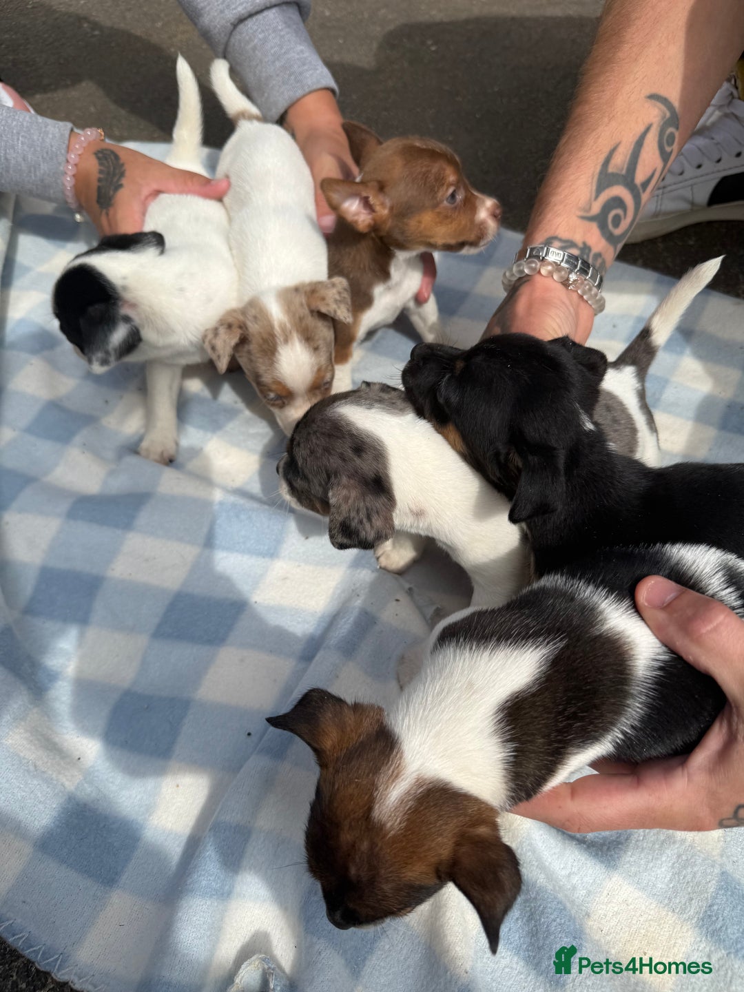 Jack Russell dogs for sale: Jack Russel Puppies For Sale  - Image 5
