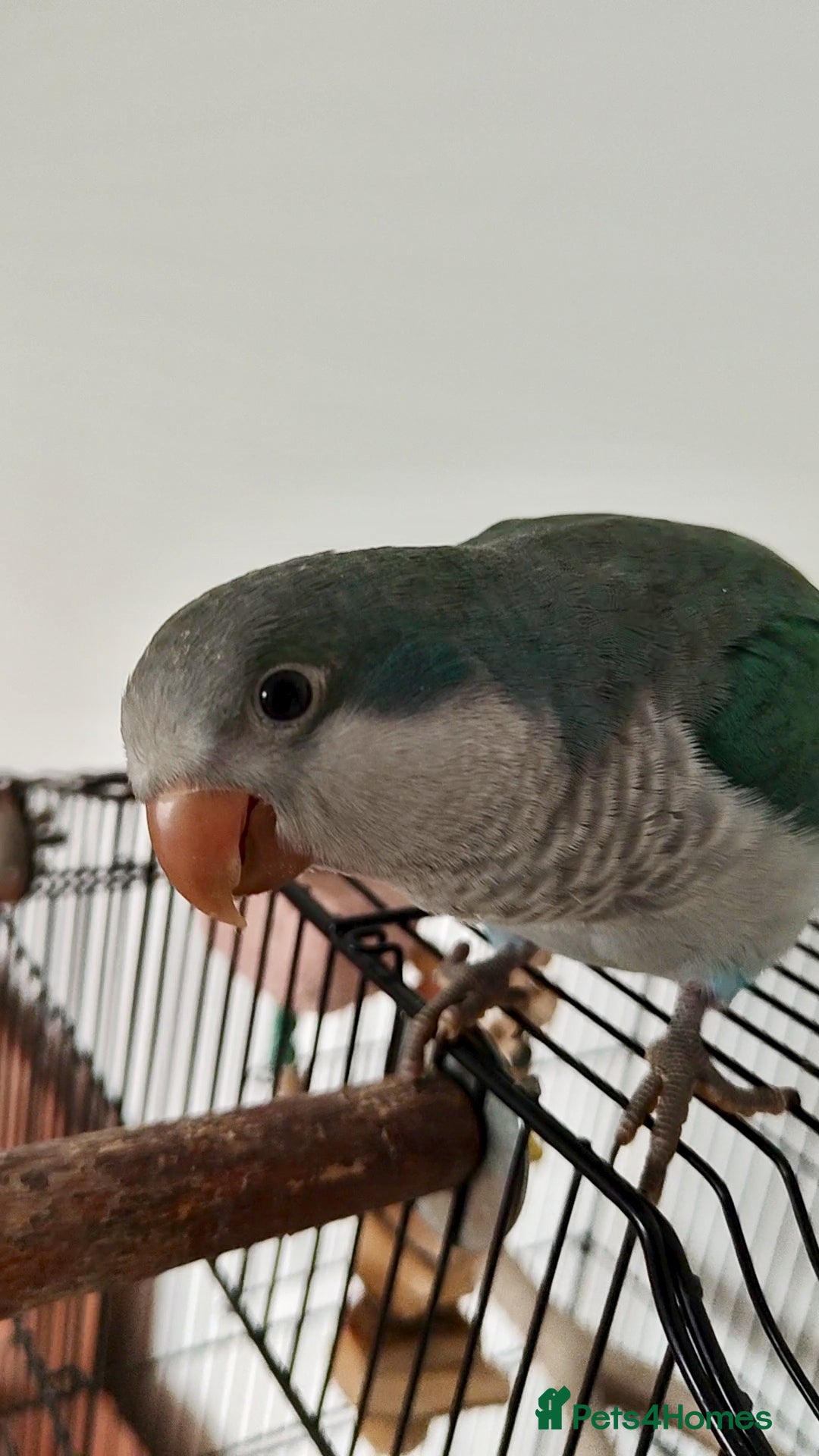 Parakeets birds for sale: Hand reared 12 week old Quaker Parrot - Image 1