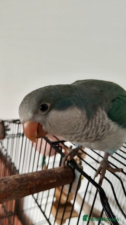 Parakeets birds - Advert 1
