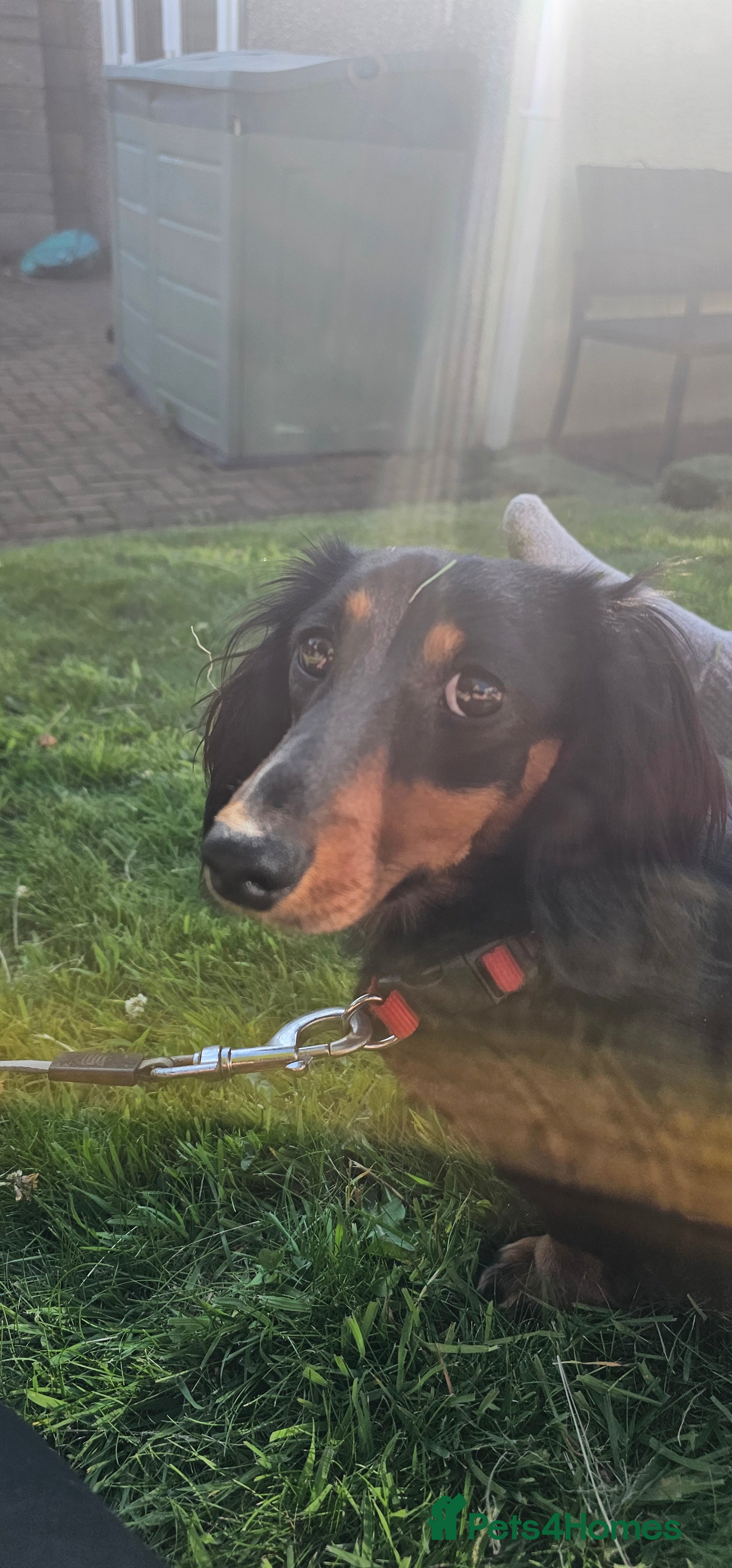 Miniature Dachshund dogs Long Haired Miniature Dachshund in need of home - Advert 14