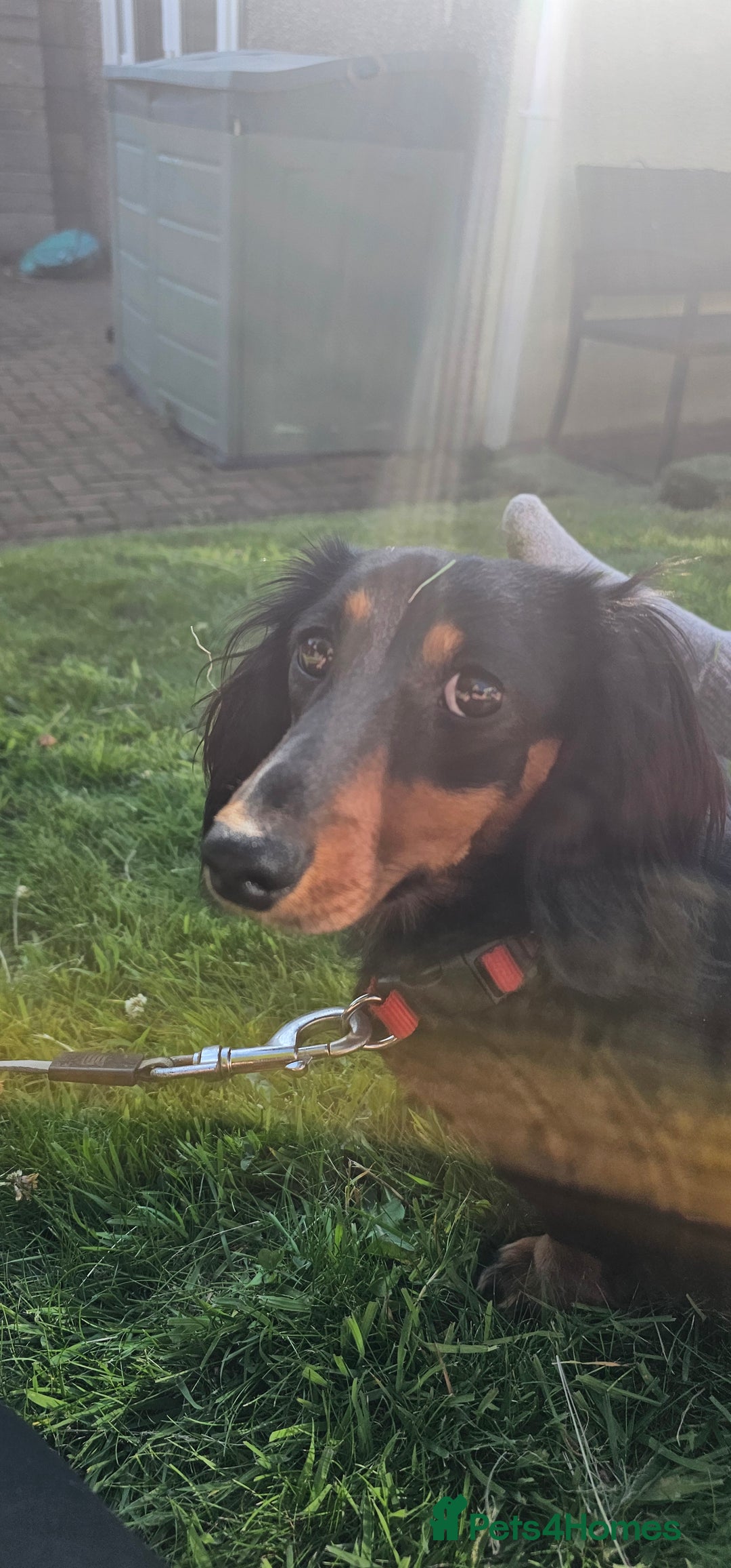 Miniature Dachshund dogs for sale: Long Haired Miniature Dachshund in need of home - Advert 1