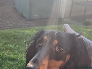 Miniature Dachshund dogs Long Haired Miniature Dachshund in need of home - Advert 10