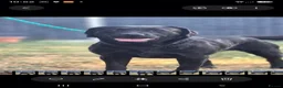 Labrador Retriever dogs for sale: 2 Year Old Labrador  - Advert 2