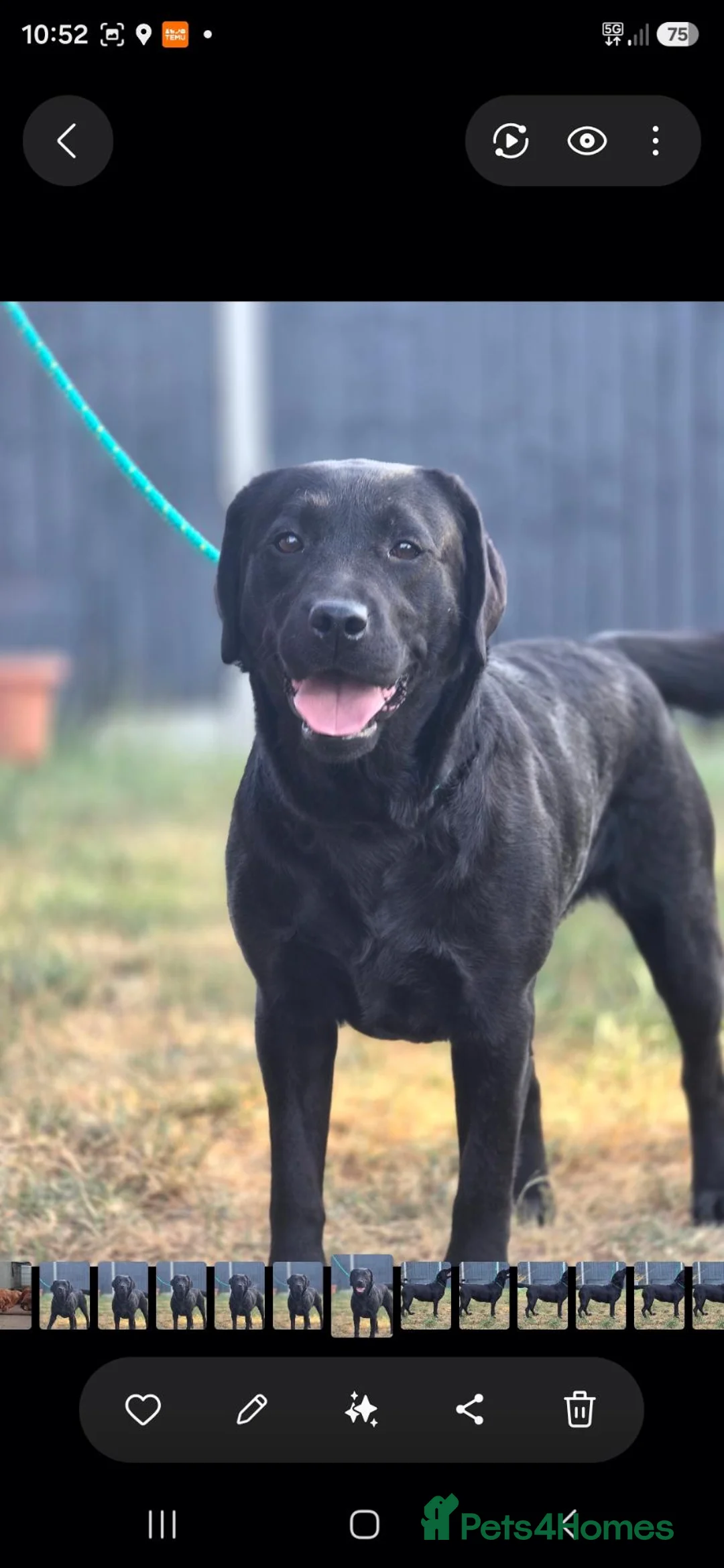 Labrador Retriever dogs for sale: 2 Year Old Labrador  - Advert 2