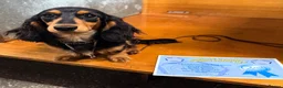Miniature Dachshund dogs for sale: Tiny long haired dachshund available !  - Advert 12