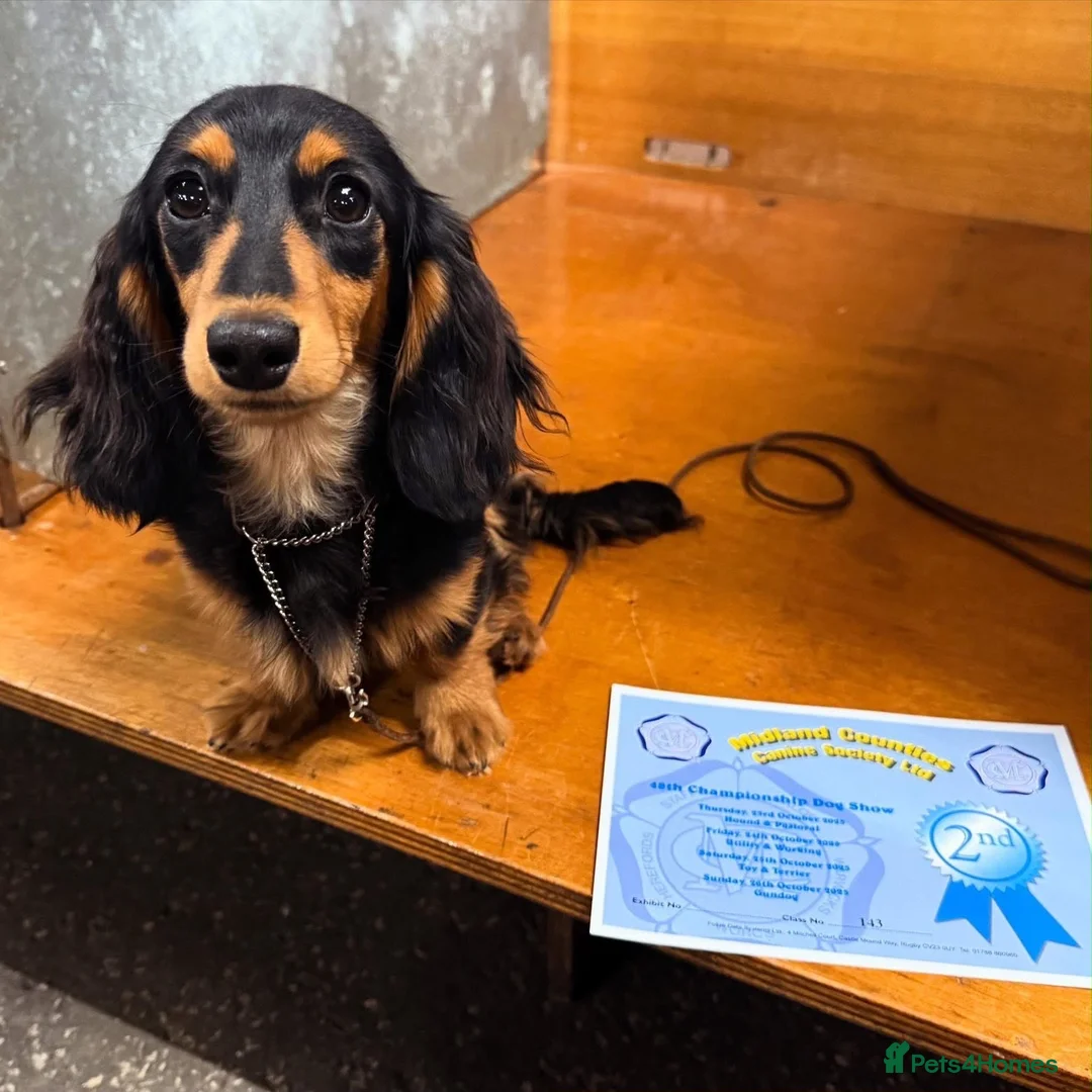 Miniature Dachshund dogs for sale: Tiny long haired dachshund available !  - Advert 12