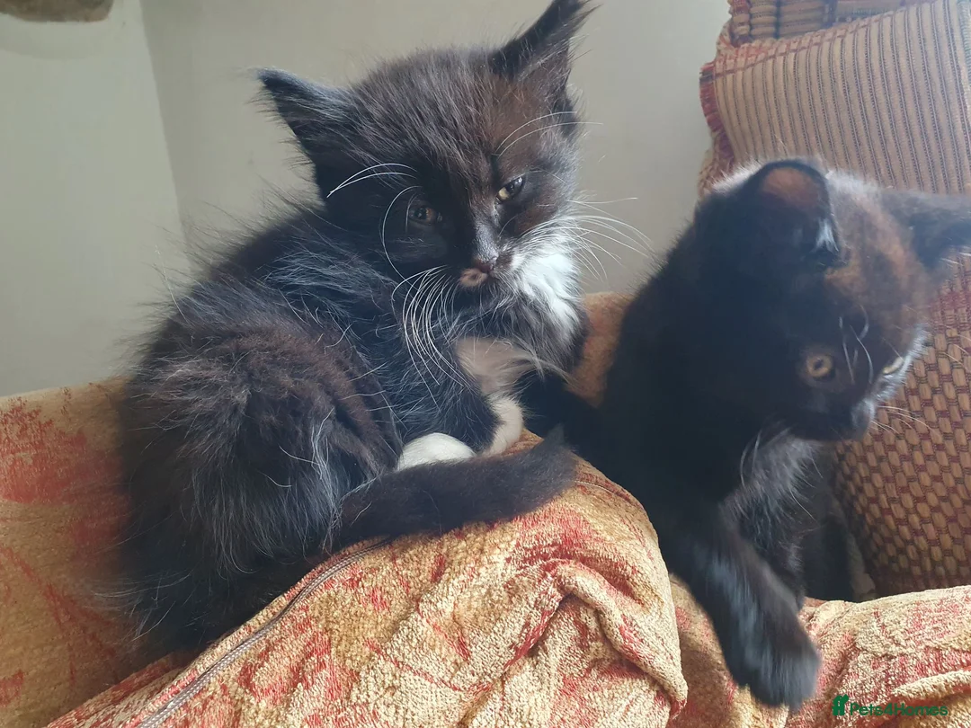Mixed Breed cats for sale: Beautiful female kitten  - Advert 15