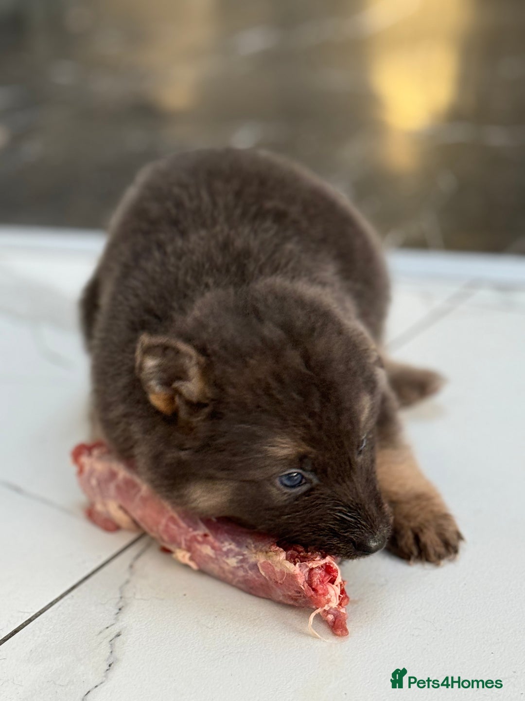 German Shepherd dogs for sale: 💙KC health tested parents 💙 - Advert 25