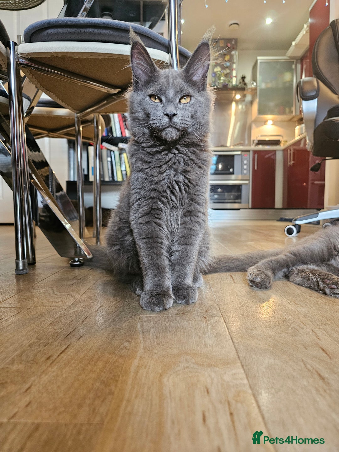 Maine Coon cats for sale: 🔥*Stunning Litter of 8💎Solid Blue Maine Coon*🔥  - Image 14