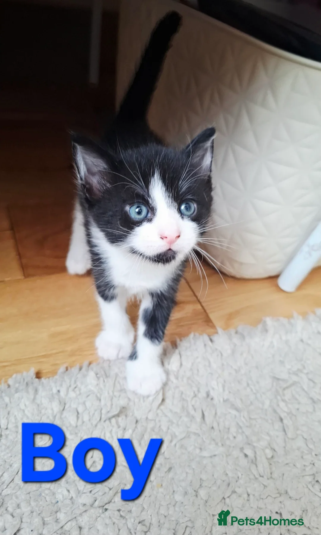 Domestic Shorthair cats for sale: Helen  in Mitcham - Advert 4