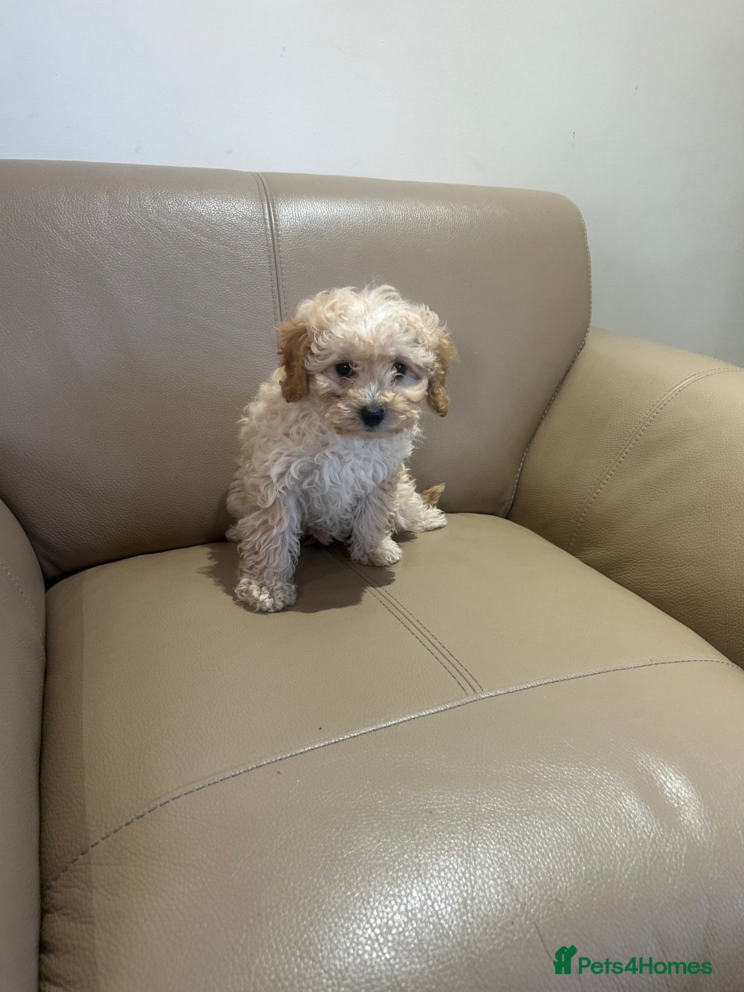 Cavapoo dogs for sale: Beautiful cavapoos  - Advert 12