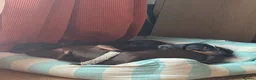 Dachshund dogs for sale: 5 playful dachshund pups avail  - Advert 3
