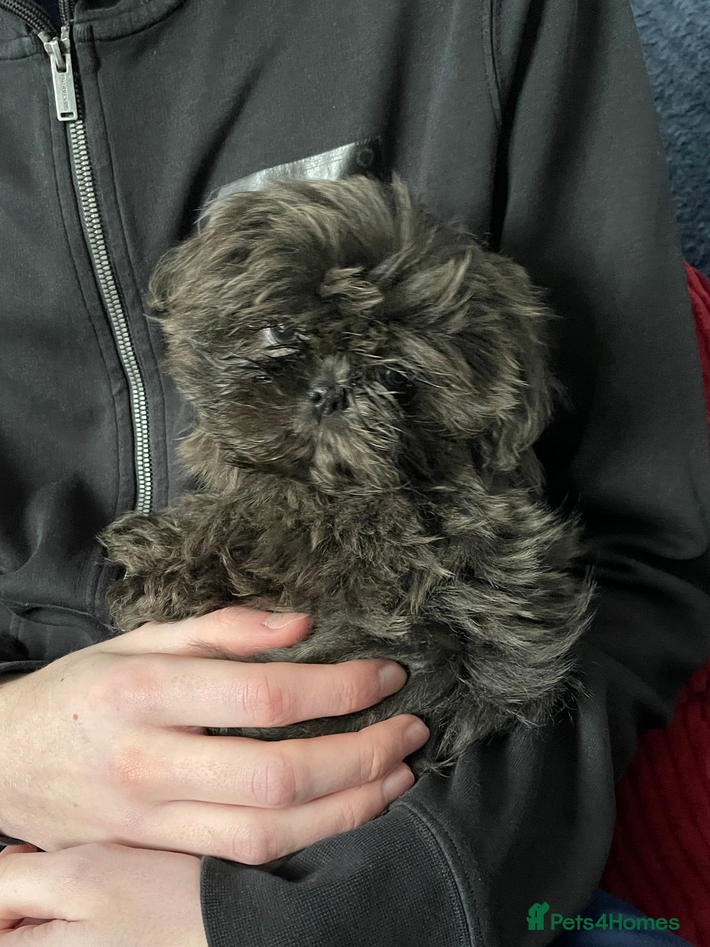 Shih Tzu dogs  imperial shihtzu dobie carriers karishishi only 2 - Advert 1