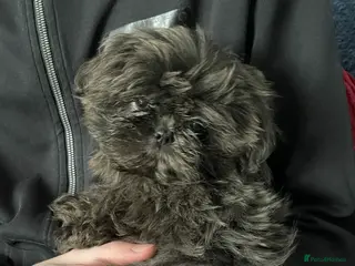 Shih Tzu dogs imperial shihtzu dobie carriers karishishi only 2 - Advert 3