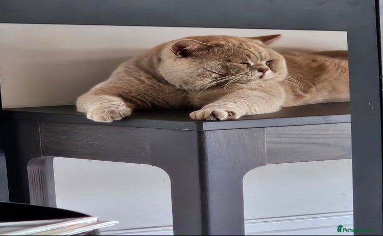 British Shorthair cats - Advert 3