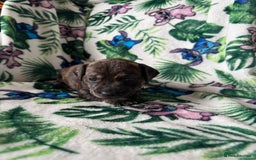 Mixed Breed dogs for sale: Beautiful Daffys - staffy cross dachshund  - Image 31