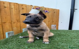 Belgian Shepherd Dog dogs for sale: Belgian Malinois puppies🐾 - Image 36