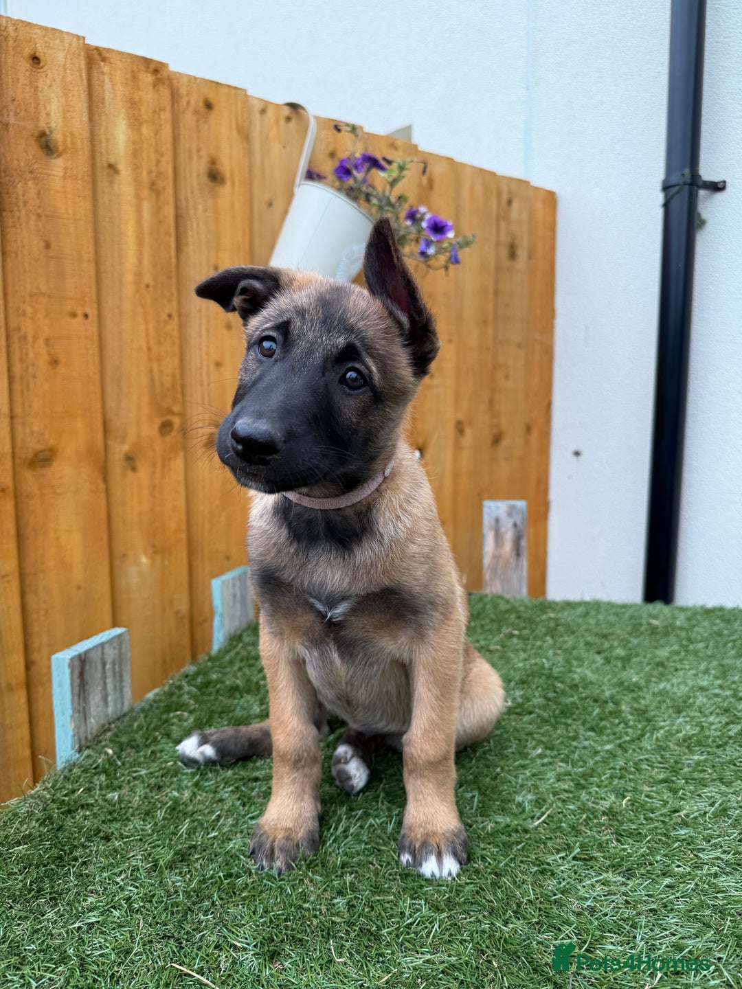 Belgian Shepherd Dog dogs for sale: Belgian Malinois puppies🐾 - Image 36