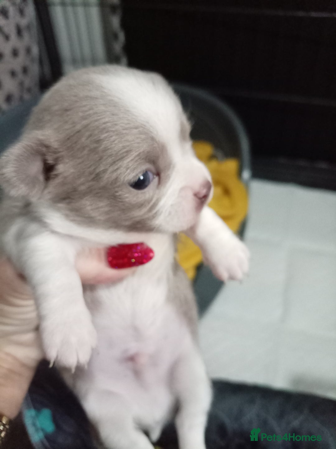 Chihuahua dogs for sale: Chihuahua puppies - Advert 4