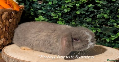 Mini Lop rabbits - Advert 5