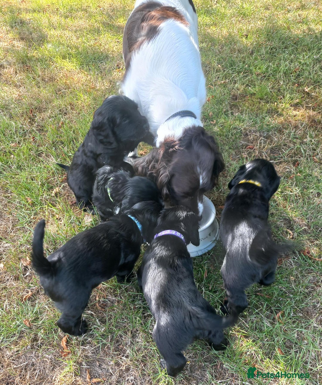 Sprocker dogs for sale: Sprocker puppies ready for new adventures! - Image 4