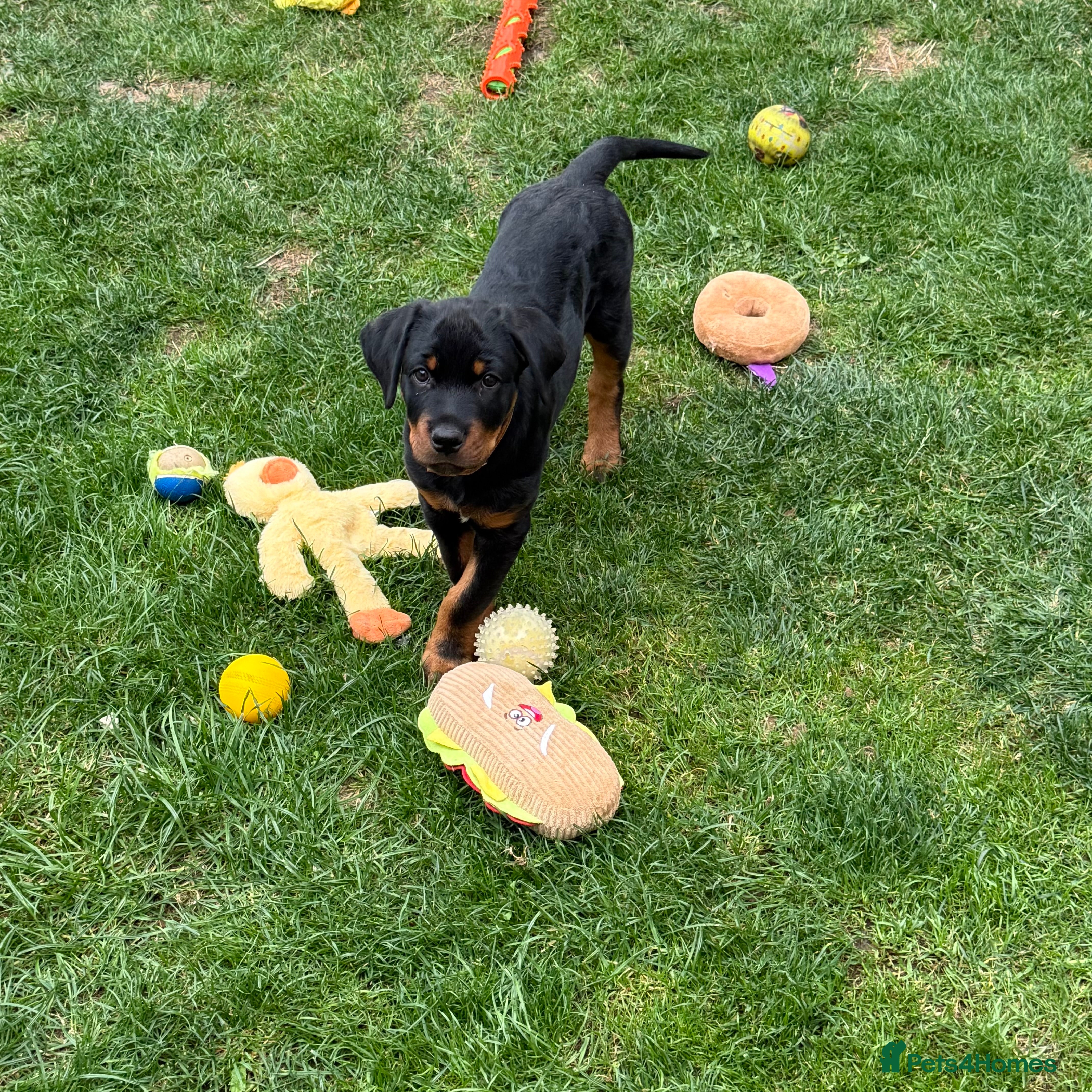 Rottweiler dogs Rottweiler - Advert 3