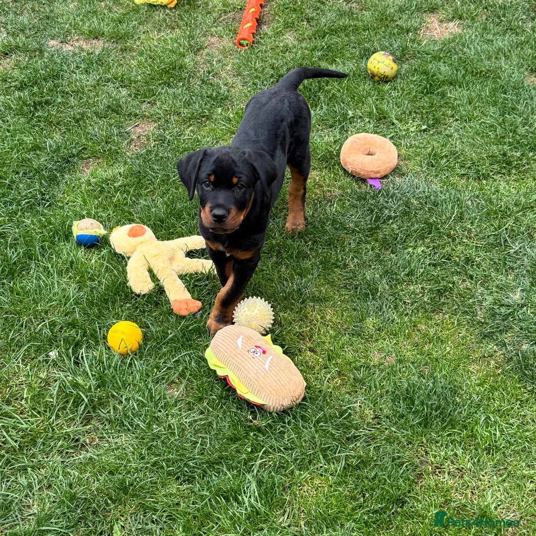 Rottweiler dogs for sale: Rottweiler - Advert 1