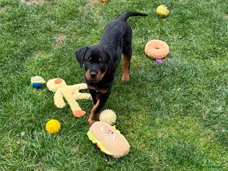 Rottweiler dogs Rottweiler - Advert 3