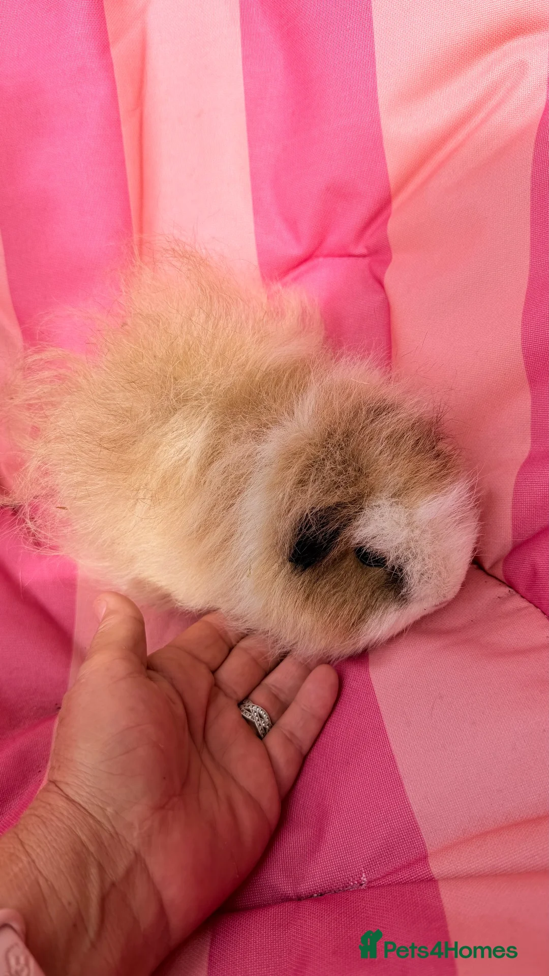 Guinea Pig rodents for sale: Rehoming my Peruvians  - Advert 1