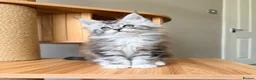 Maine Coon cats for sale: OUTSTANDING KITTENS! TICA Pedigree/Healthy/Vacc' - Advert 9