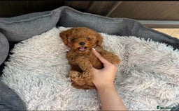 Toy Poodle dogs for sale: Beautiful Red Toy Poodle puppies  - Image 2