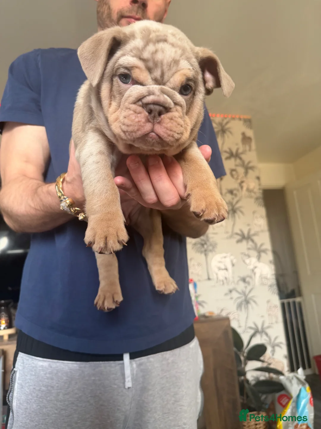 English Bulldog dogs for sale: English Bulldog Puppies in Nottingham - Advert 2