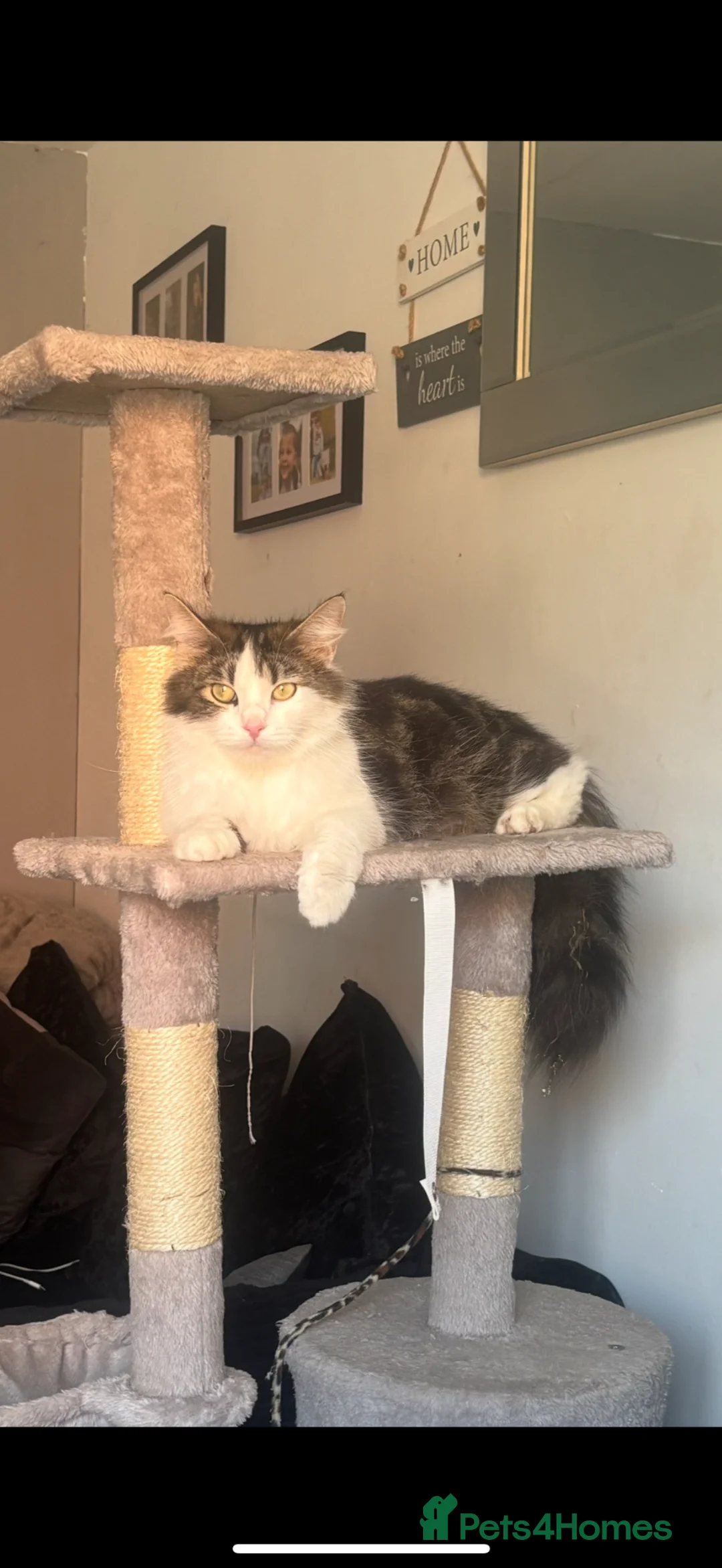 Mixed Breed cats for sale: Beautiful Fluffy Tabby Kittens  - Advert 2