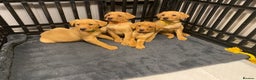 Labrador Retriever dogs for sale: KC Registered Labrador Male Pups READY NOW  - Advert 1