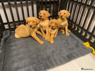 Labrador Retriever dogs KC Registered Labrador Male Pups - READY NOW - Advert 1